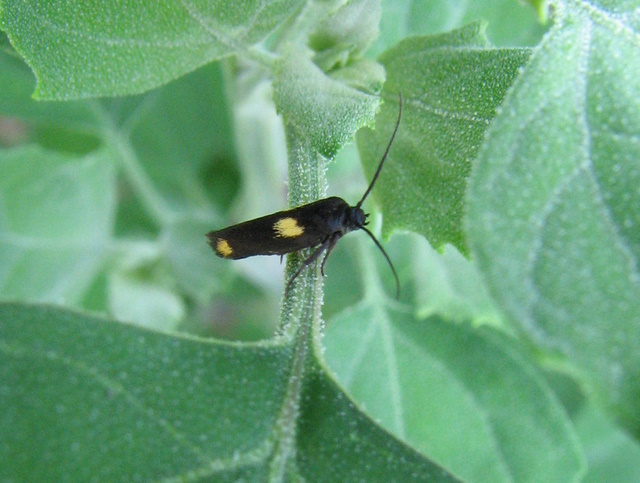 Stavolta le macchie sono gialle! Scythris